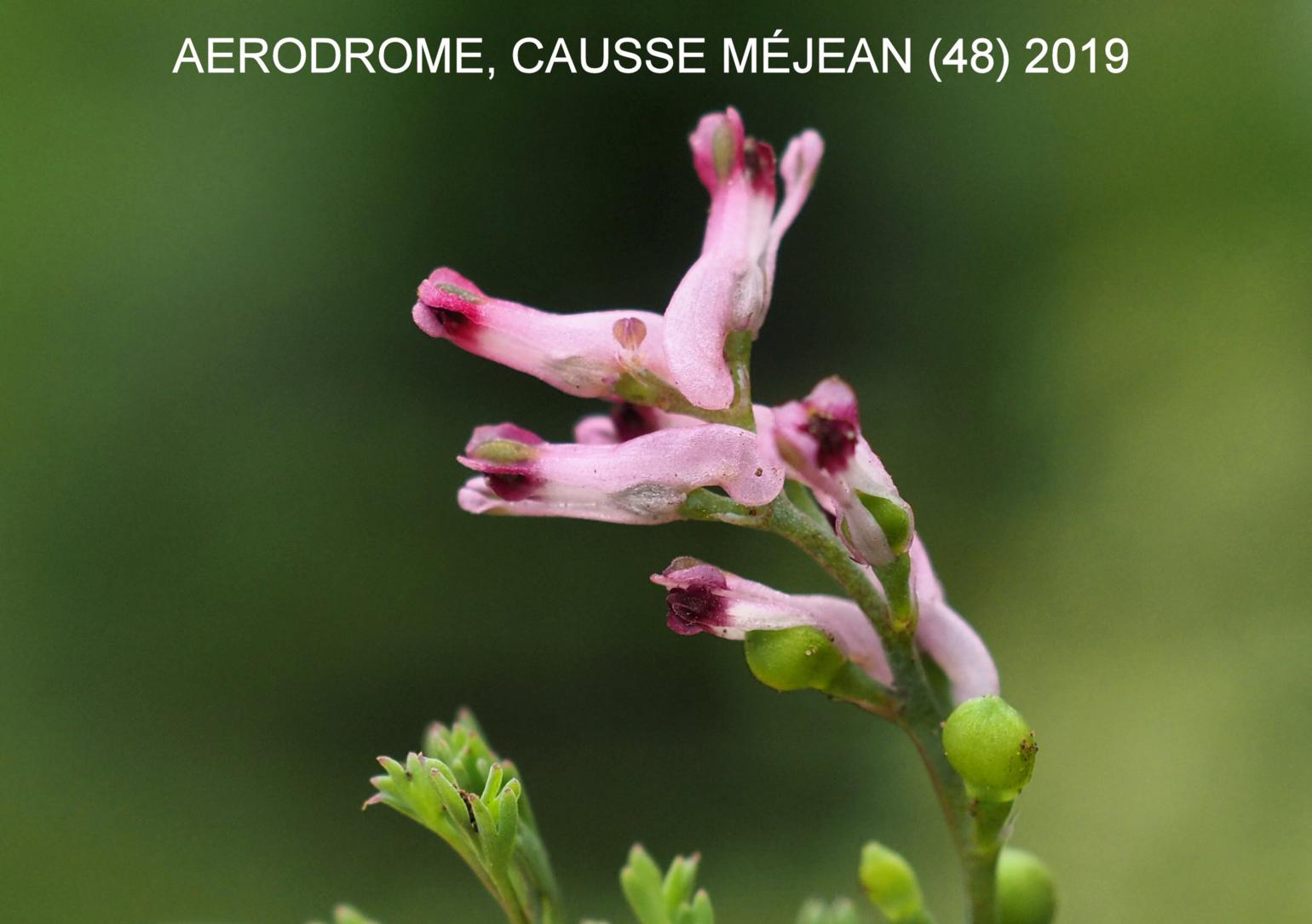 Fumitory, Small pink